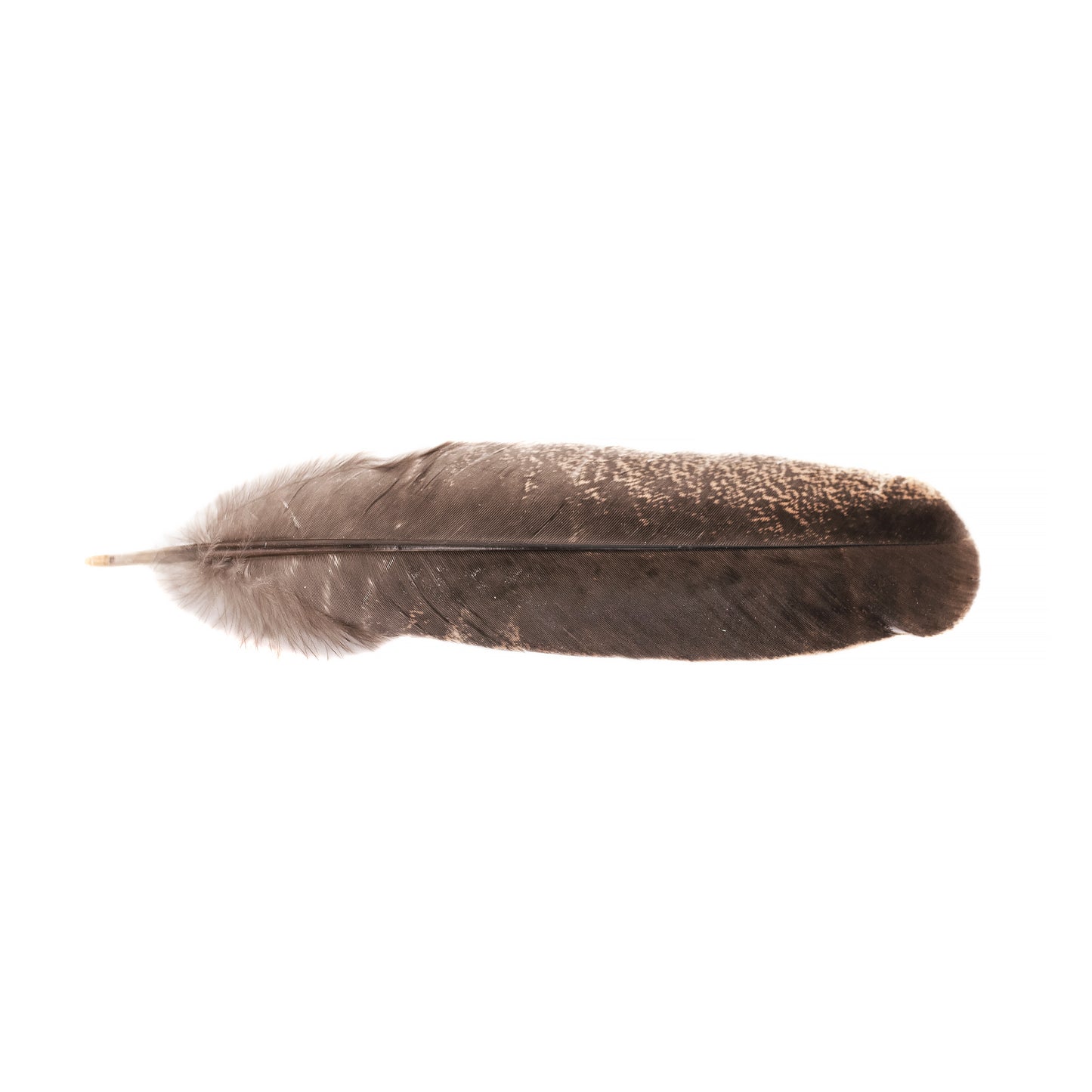 10pcs of Natural Turkey Feathers, Feathers For Smudging, Smudging Feathers, or Decoration, Ethically sourced feathers, Spiritual Feathers
