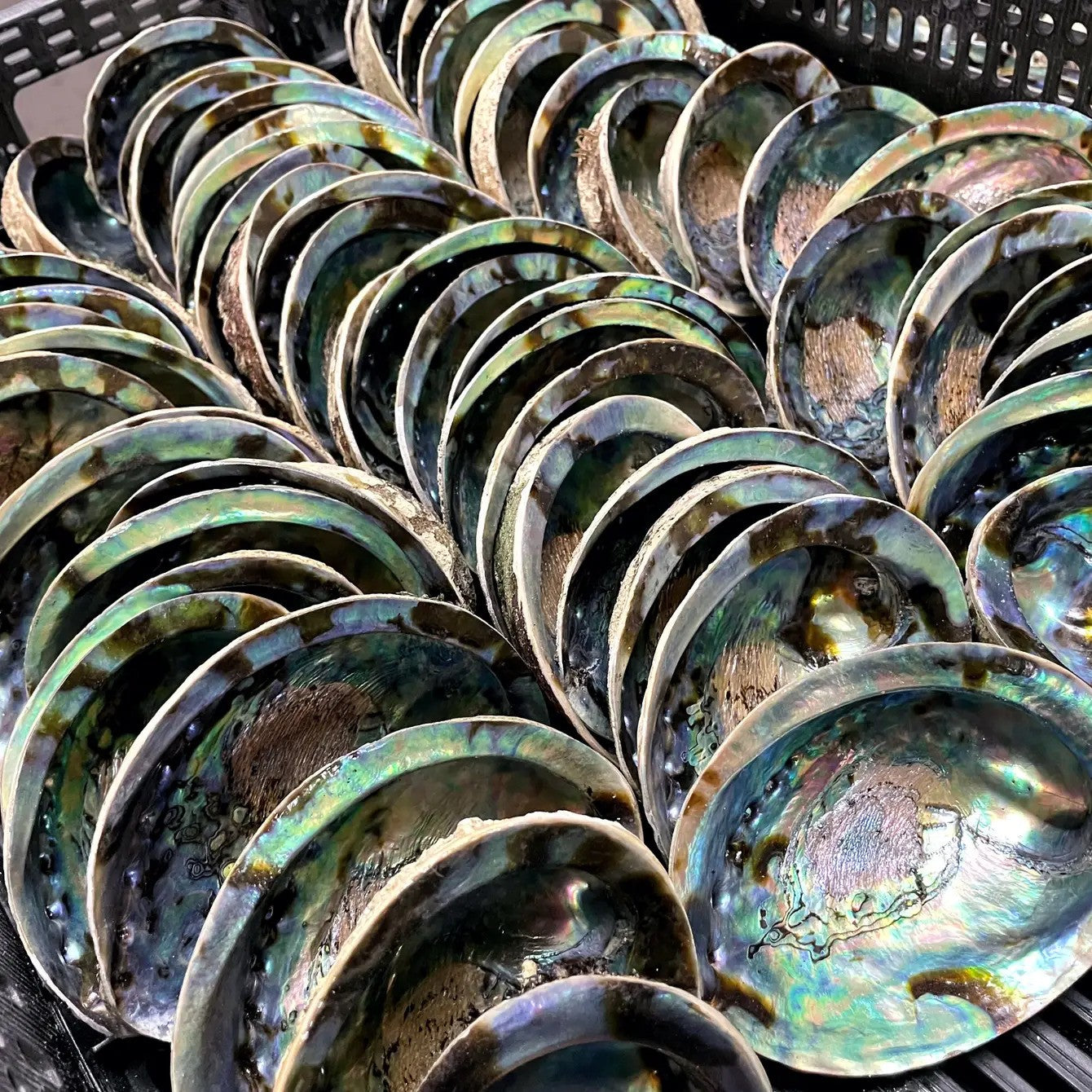 Abalone Shells, 5" - 6" Inches, New Zealand, Incense Burner