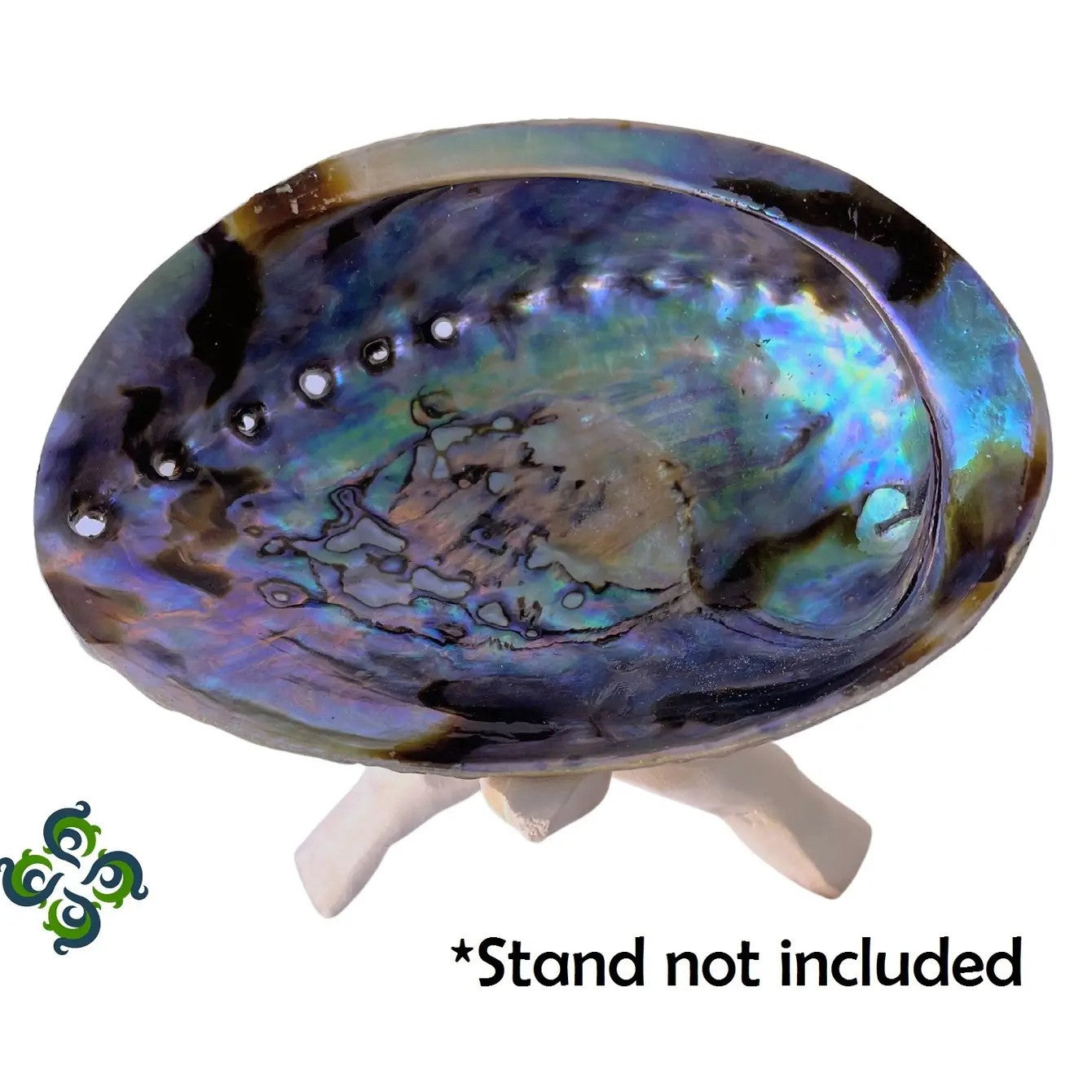Abalone Shells, 5" - 6" Inches, New Zealand, Incense Burner