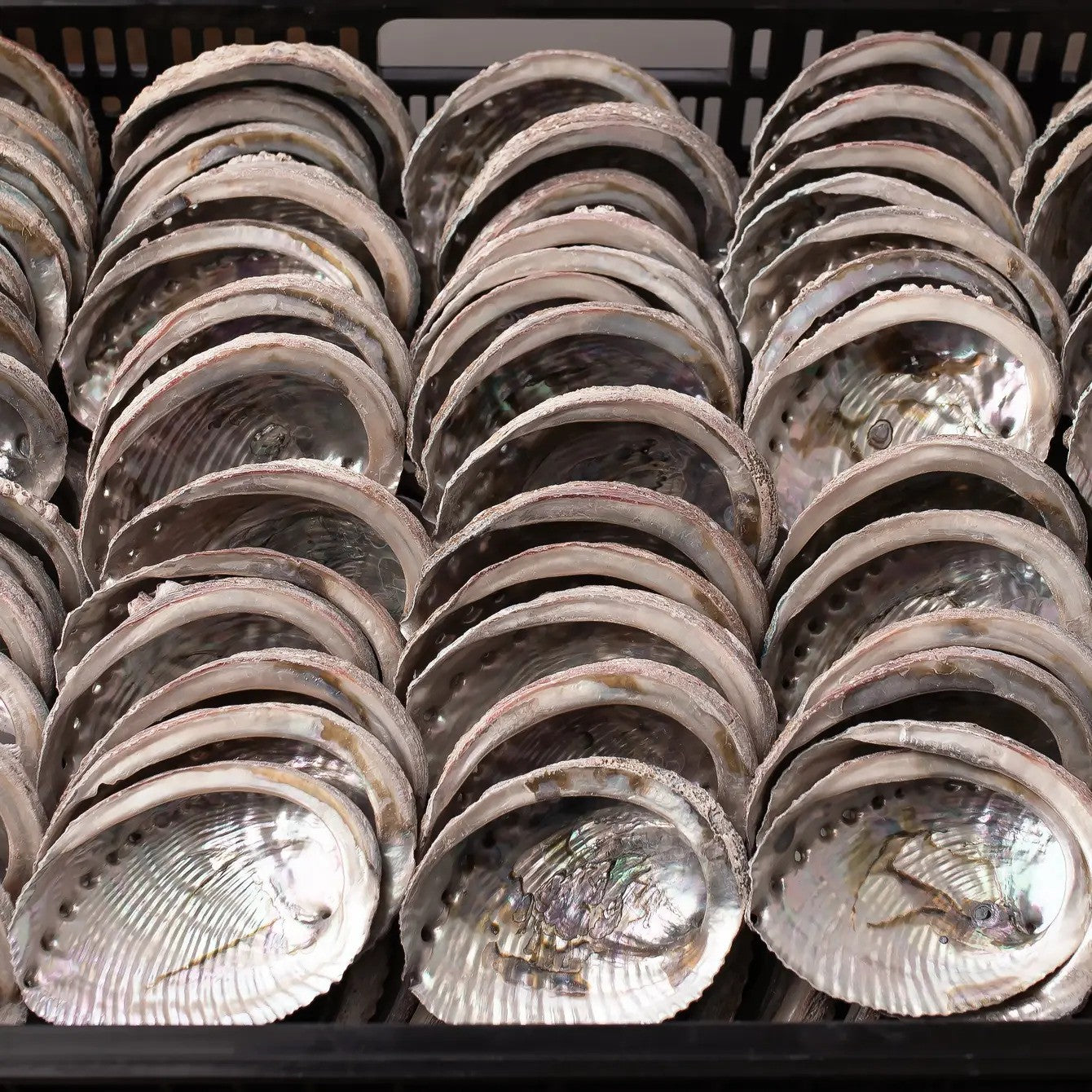Abalone Shells, 4 - 5 Inches, Blue Green, Mexican, Displays