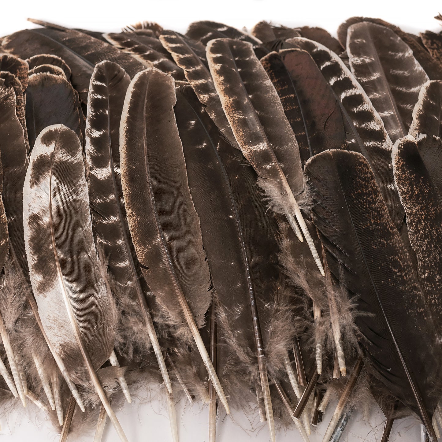 10pcs of Natural Turkey Feathers, Feathers For Smudging, Smudging Feathers, or Decoration, Ethically sourced feathers, Spiritual Feathers