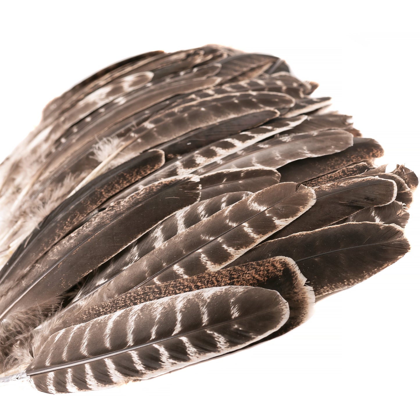 10pcs of Natural Turkey Feathers, Feathers For Smudging, Smudging Feathers, or Decoration, Ethically sourced feathers, Spiritual Feathers