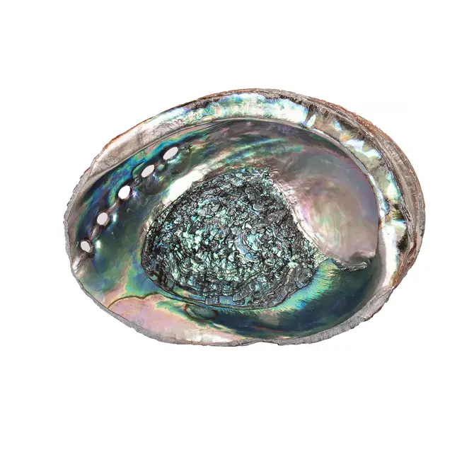 Abalone Shells 5" - 6" inches, Mexican, Incense Burner, Display