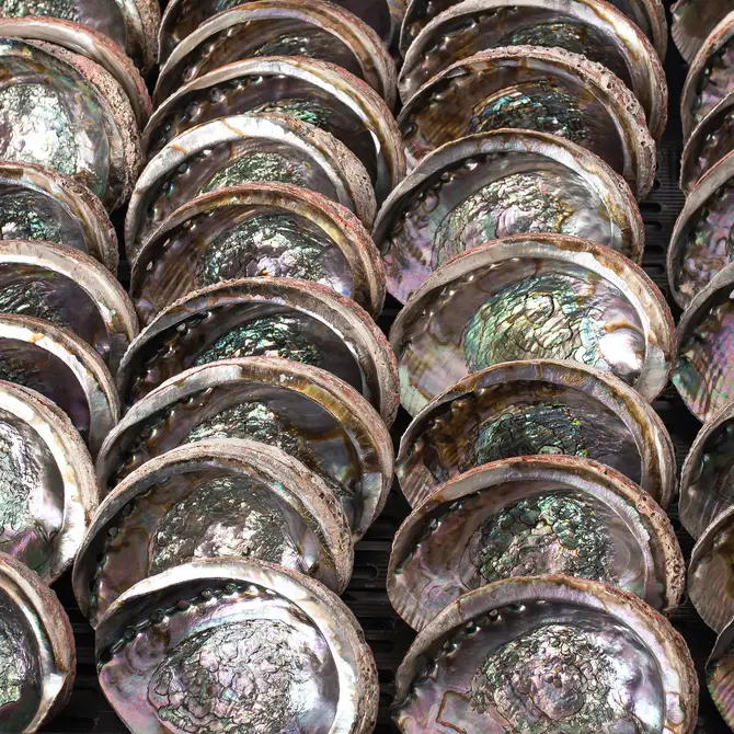 Abalone Shells 5" - 6" inches, Mexican, Incense Burner, Display