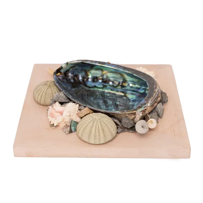 Abalone Shell Decor, Ocean Decor, Decorative Beach Decor - Pink Display