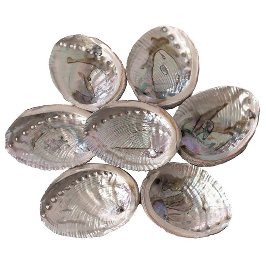 Abalone Shells, 4" - 5" Inches, Blue Green, Mexican, Displays