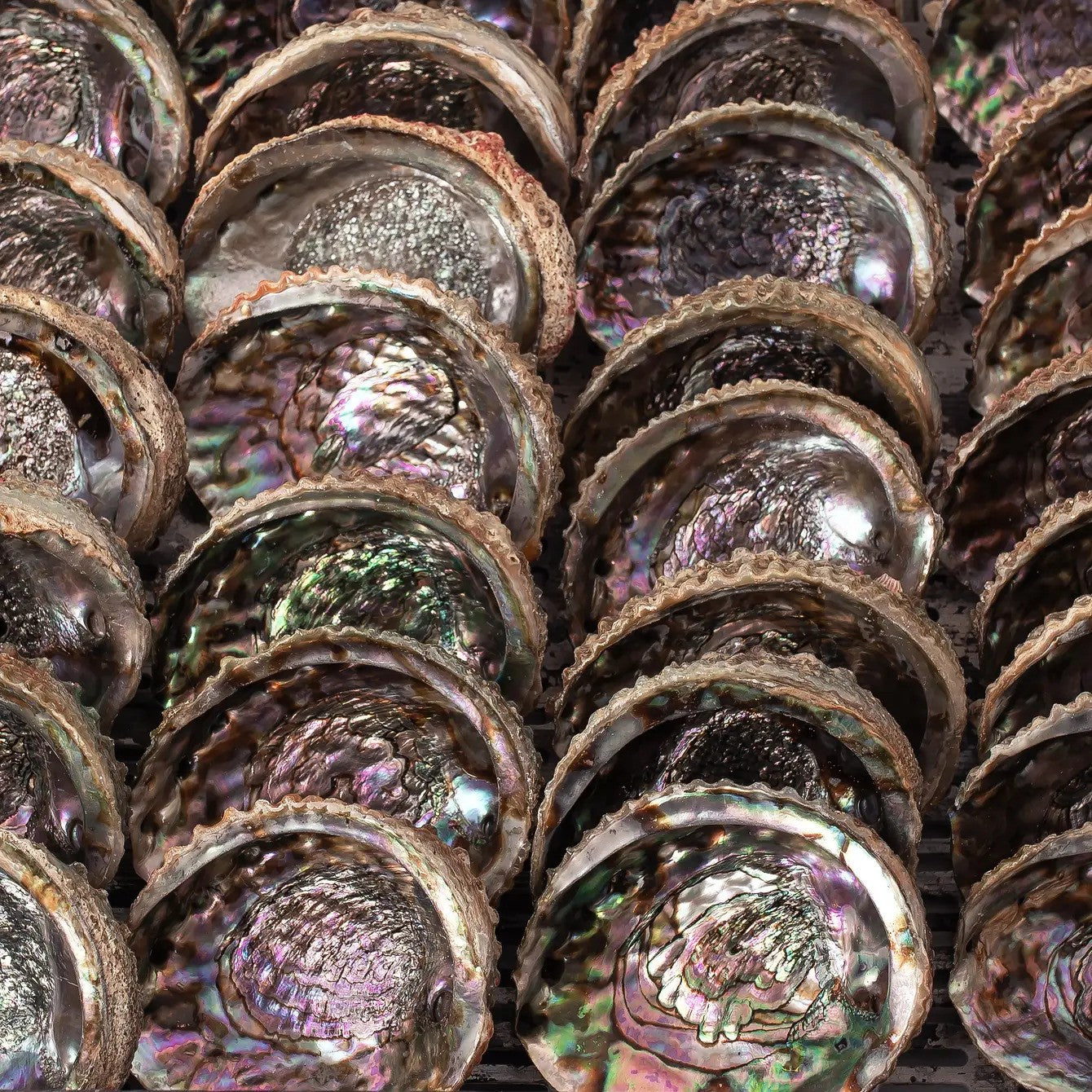 Abalone Shells, 5 - 6 Inches, Pink, Mexican, Incense Burner