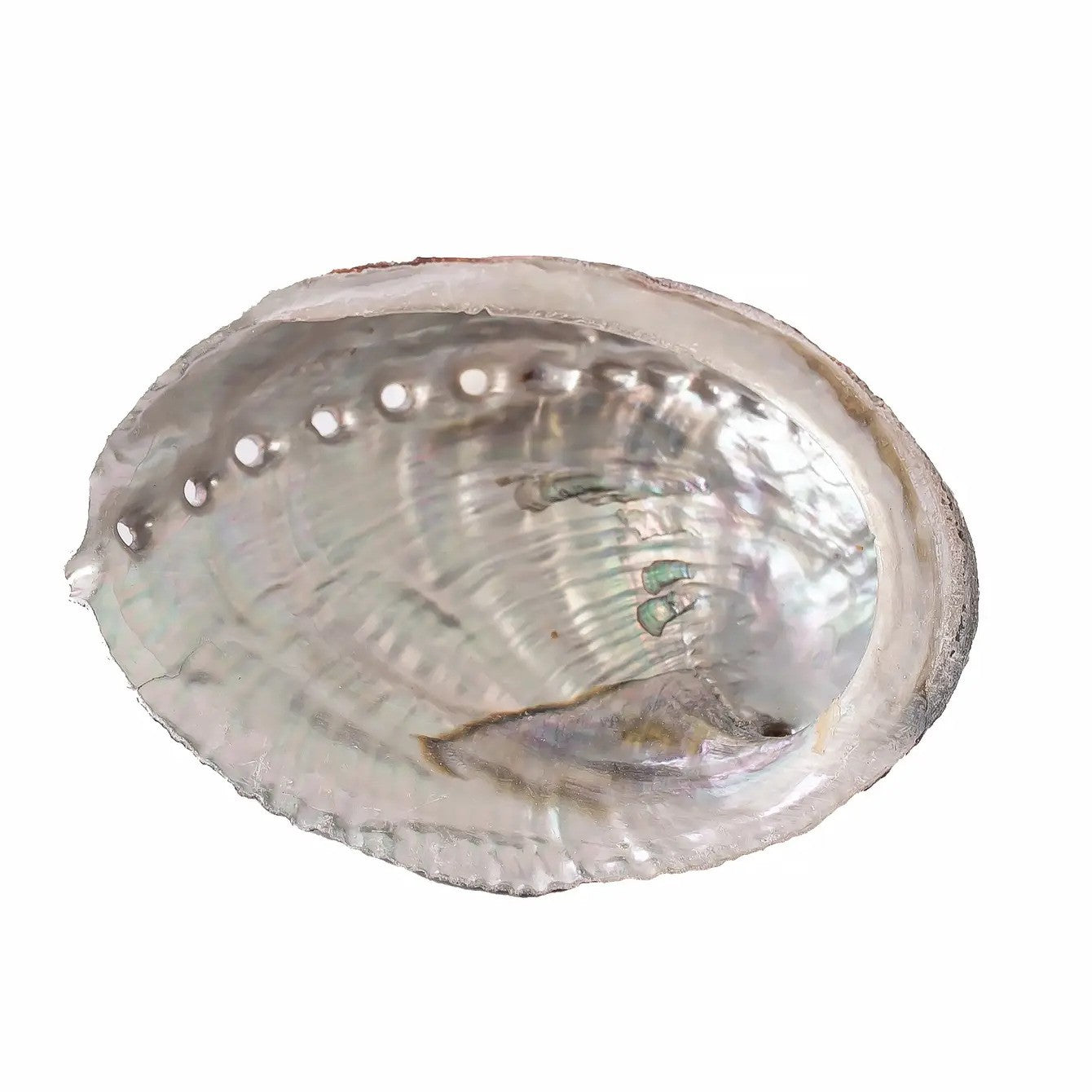 Abalone Shells, 4 - 5 Inches, Blue Green, Mexican, Displays
