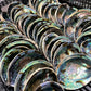 Abalone Shells, 5" - 6" Inches, New Zealand, Incense Burner
