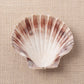White Scallop, Lion Paw Shell Displays, Incense Burner 4"-5"