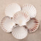 White Scallop, Lion Paw Shell Displays, Incense Burner 4"-5"