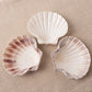 White Scallop, Lion Paw Shell Displays, Incense Burner 4"-5"