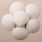 White Scallop, Lion Paw Shell Displays, Incense Burner 4"-5"