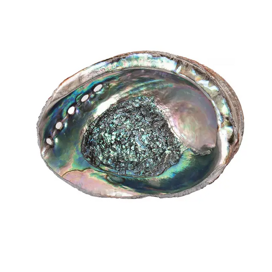 Abalone Shells 5" - 6" inches, Mexican, Incense Burner, Display
