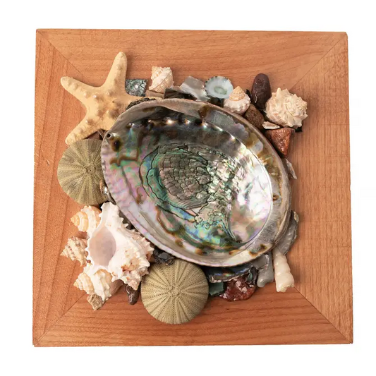 Abalone Shell Decor, Ocean Decor, Decorative Beach Decor - Brown Display