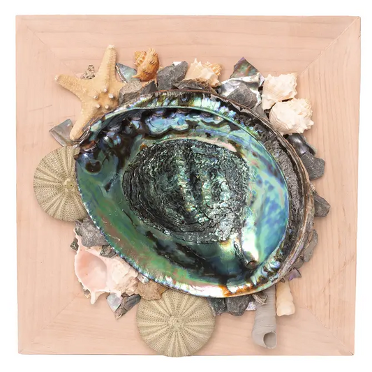 Abalone Shell Decor, Ocean Decor, Decorative Beach Decor - Pink Display