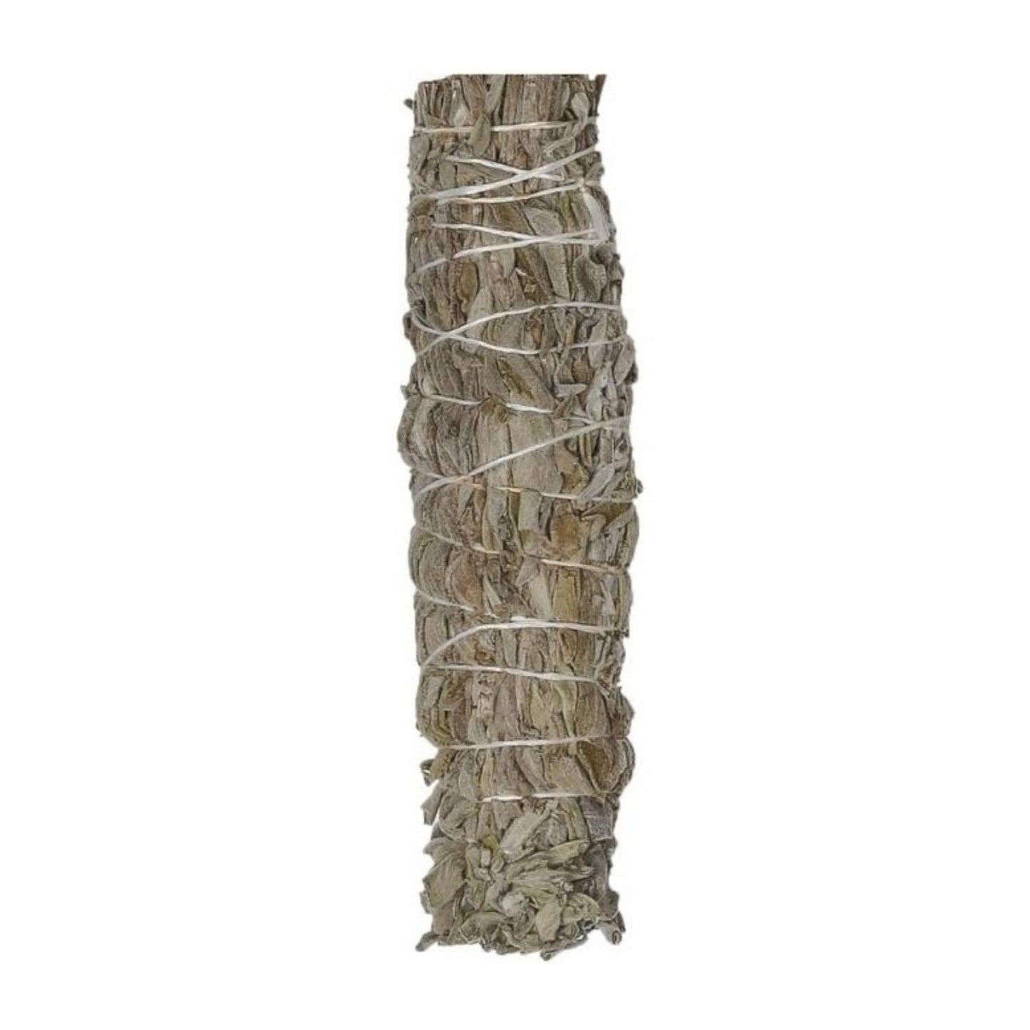 Common Sage (Salvia Officinalus)