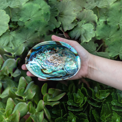 Abalone Shells 4" - 4.75" inches, New Zealand, Incense Burner, Display